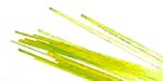 stringer von baoli in olivgrün-transparent